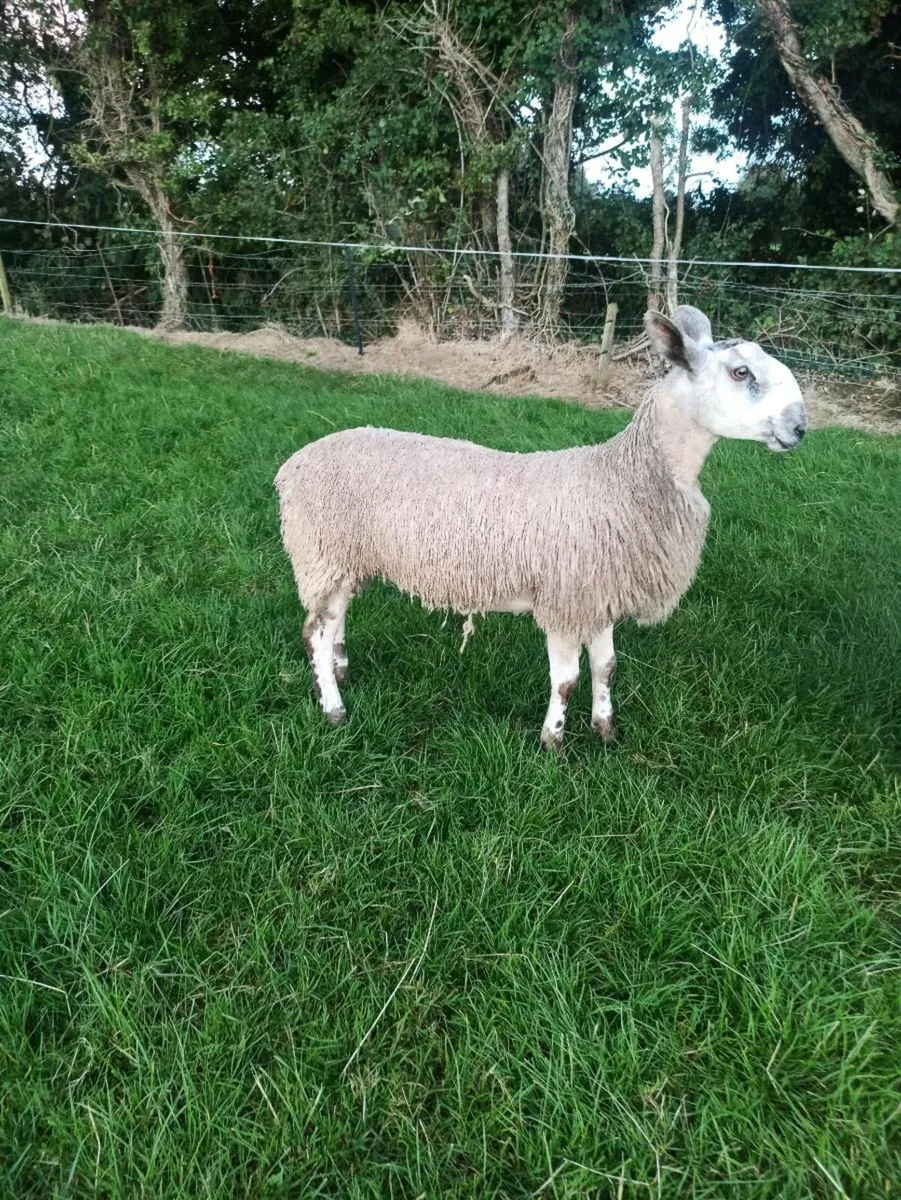 Bluefaced Leicester Rams - Image 2
