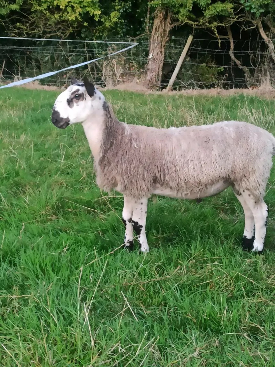 Bluefaced Leicester Rams - Image 4