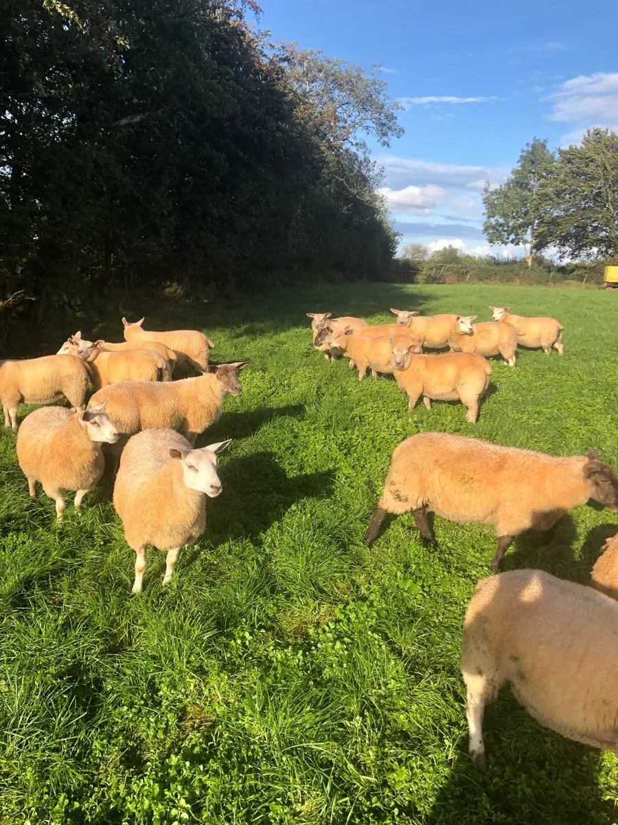 Ewe lambs - Image 2