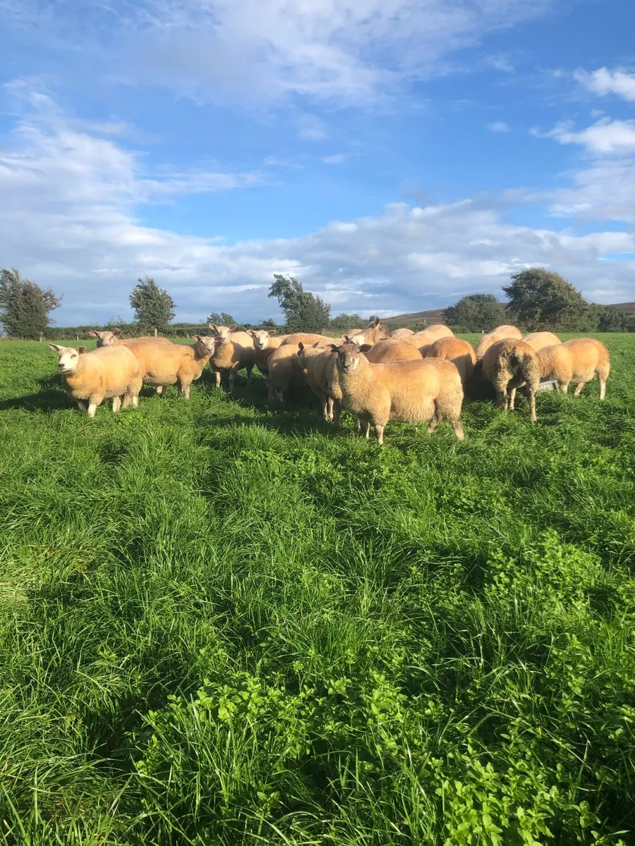 Ewe lambs - Image 3