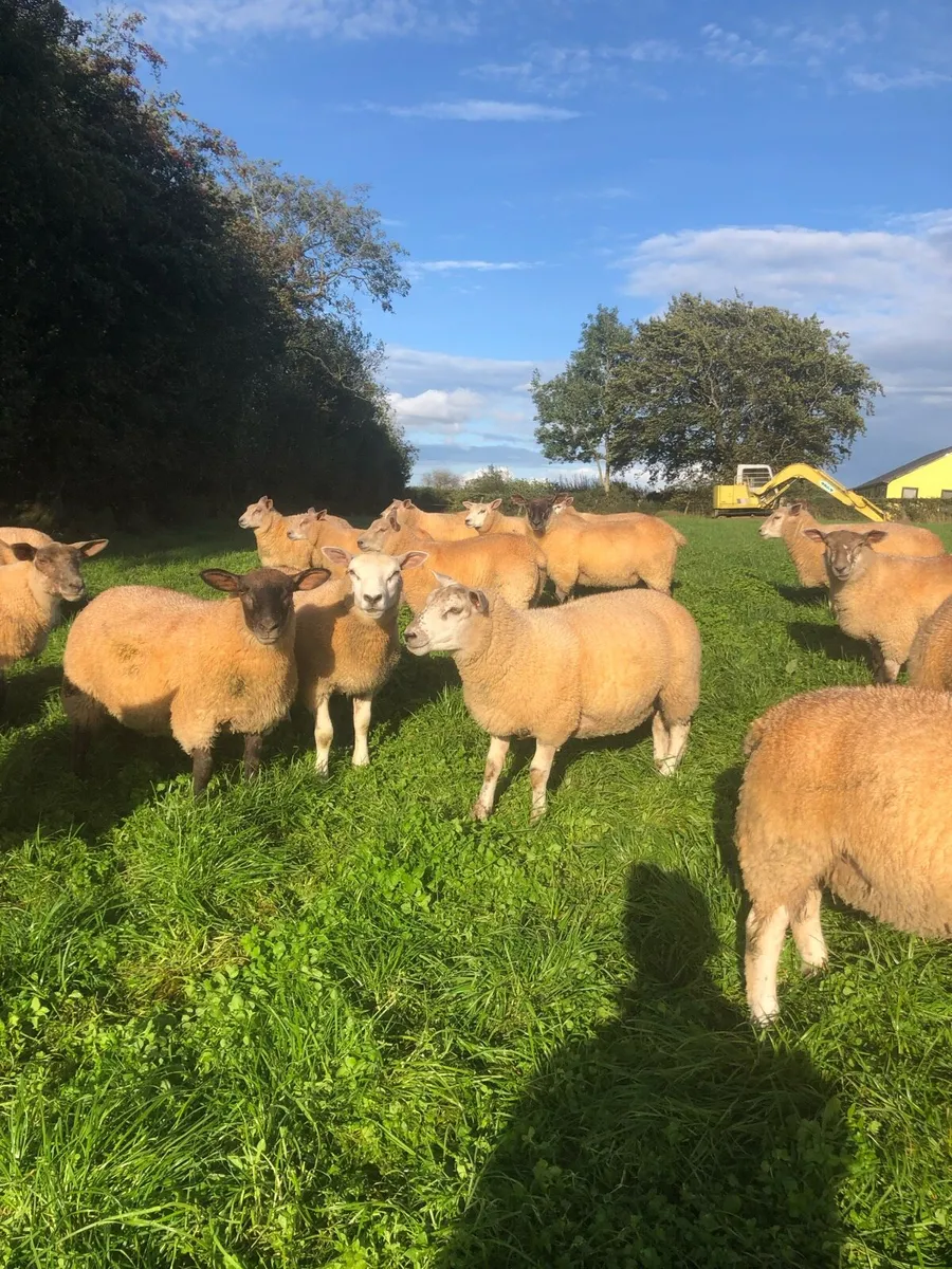 Ewe lambs - Image 4