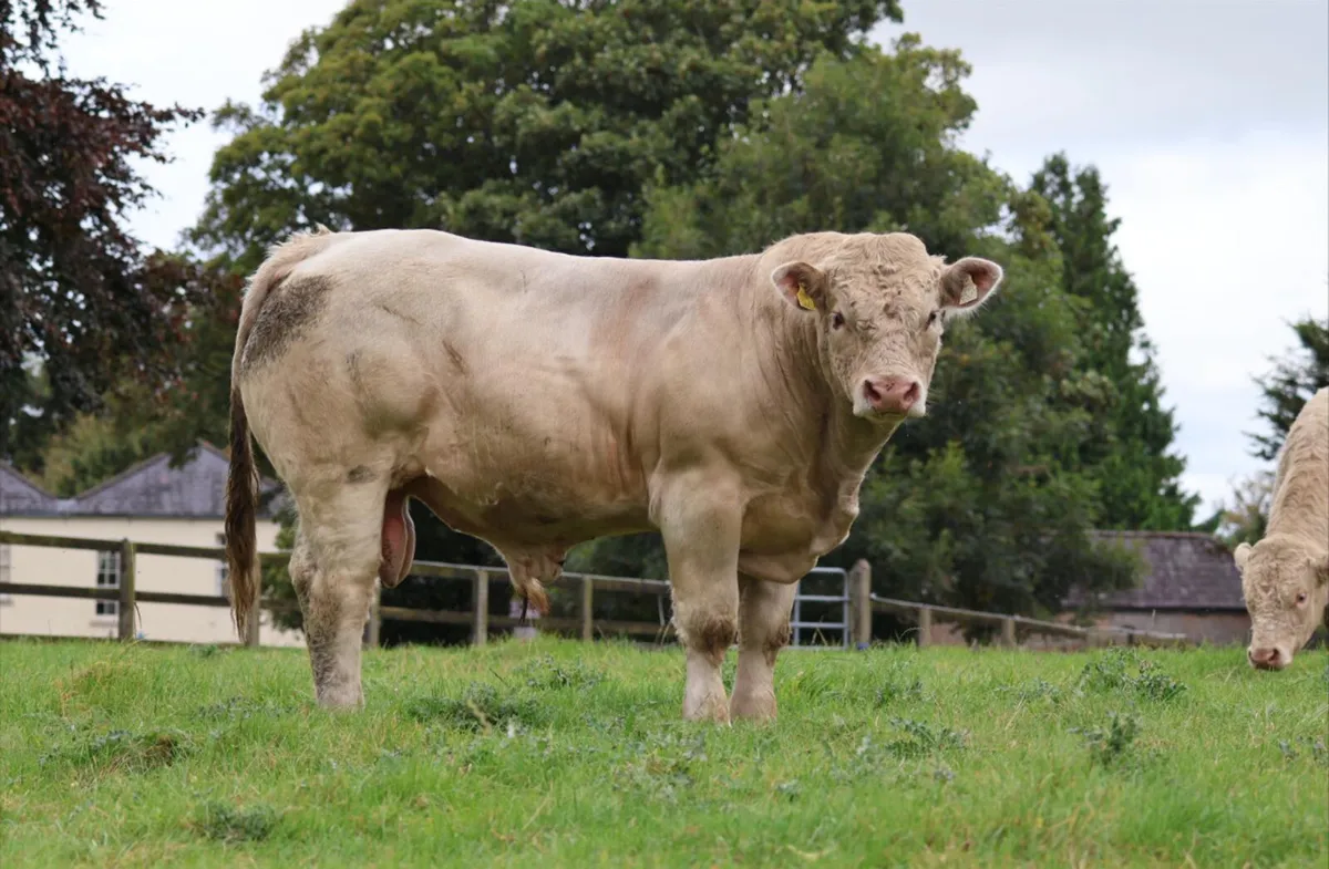 Pedigree Charolais Bulls - Image 4