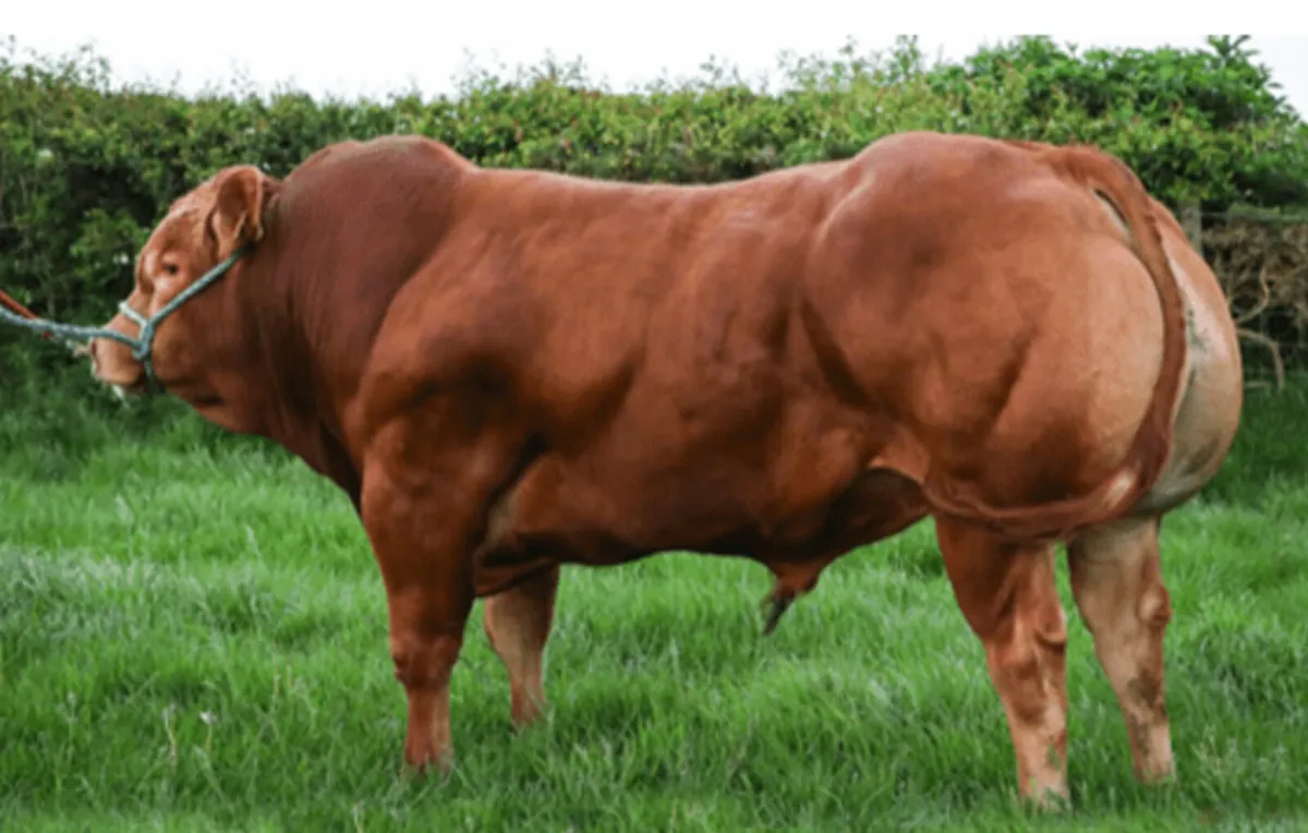 Pedigree Limousin Heifer - Image 3