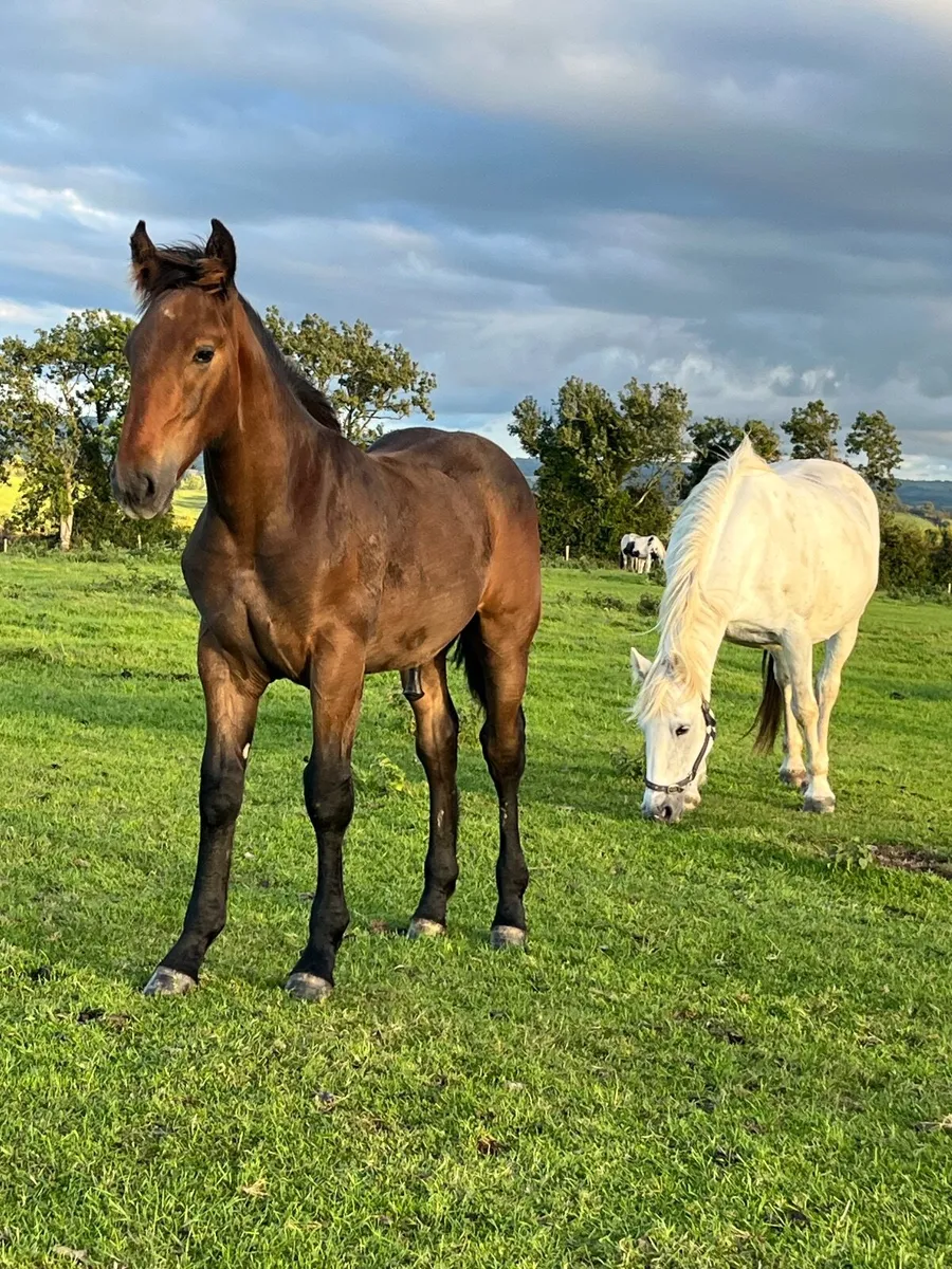 RID COLT FOAL - Image 2
