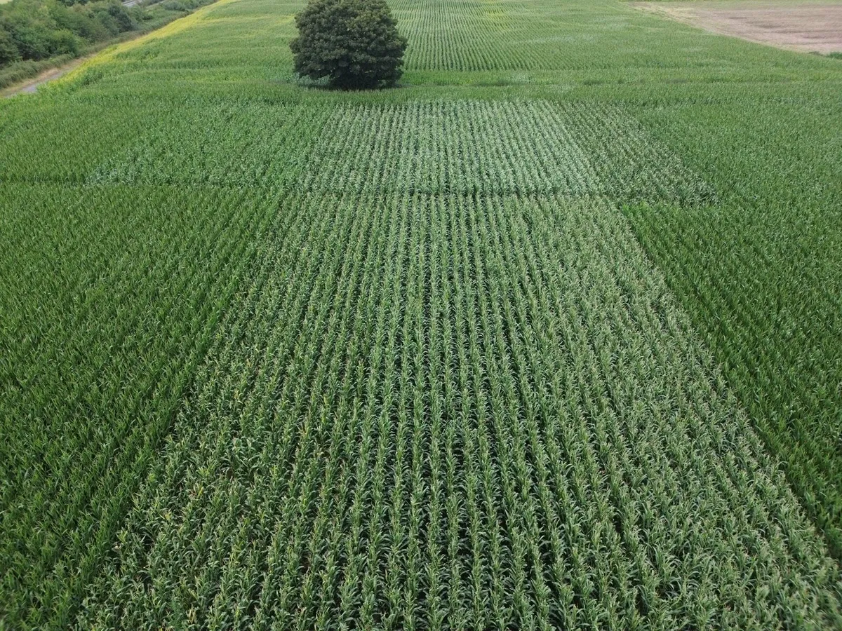 Maize - Image 1