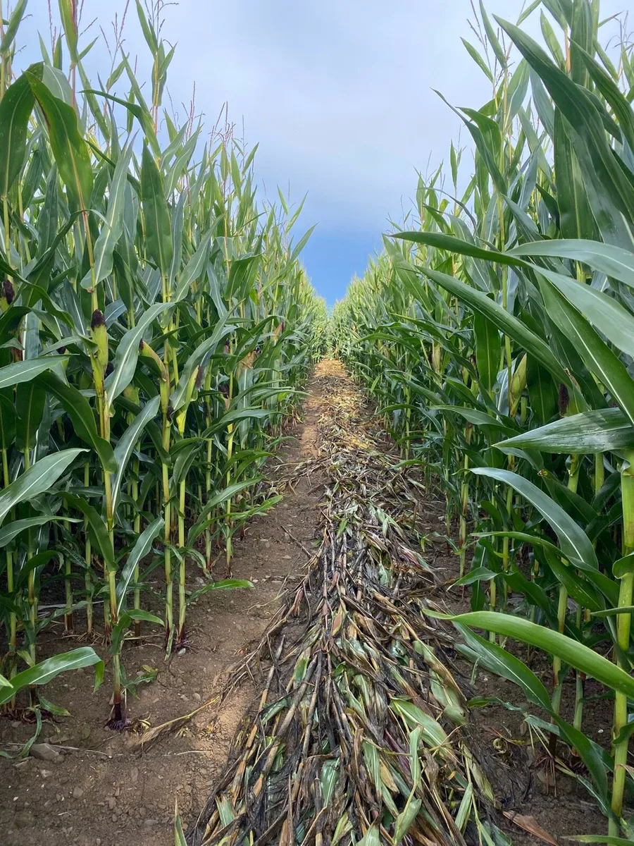 Maize - Image 2
