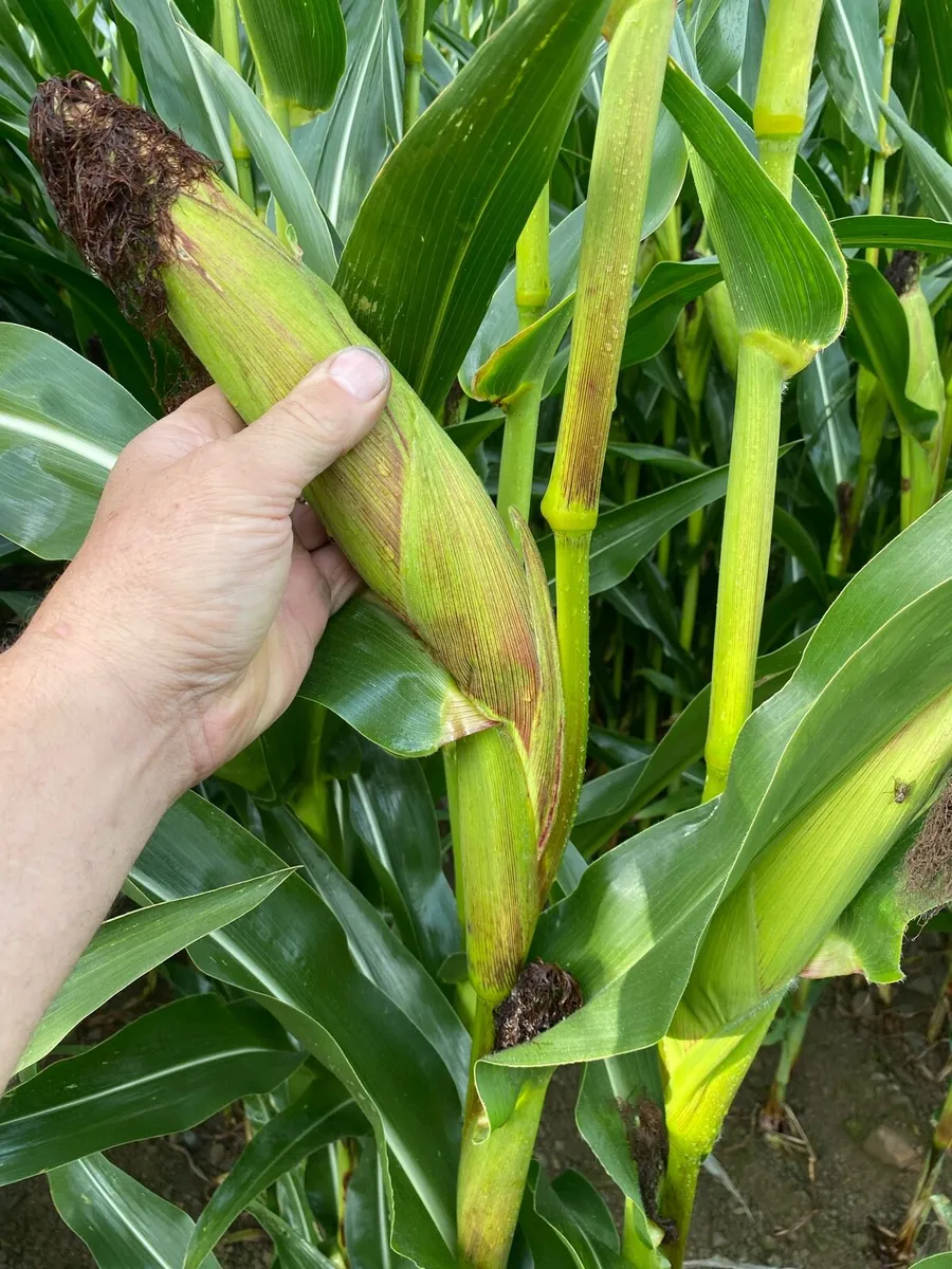 Maize - Image 3