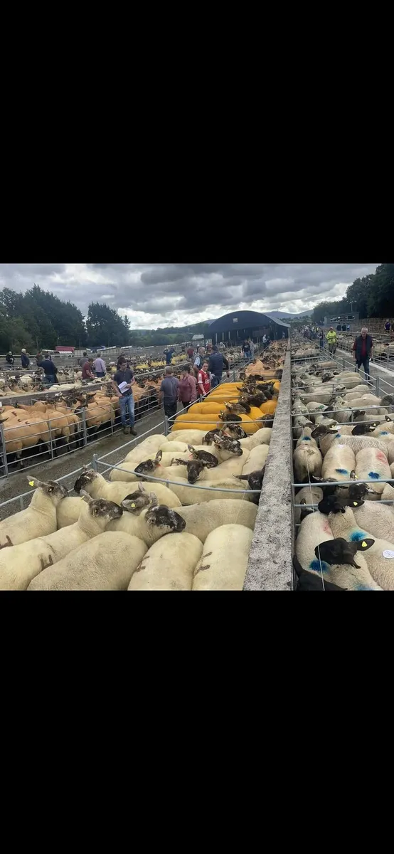 BORRIS MART SATURDAY 13TH SEPTEMBER - Image 1