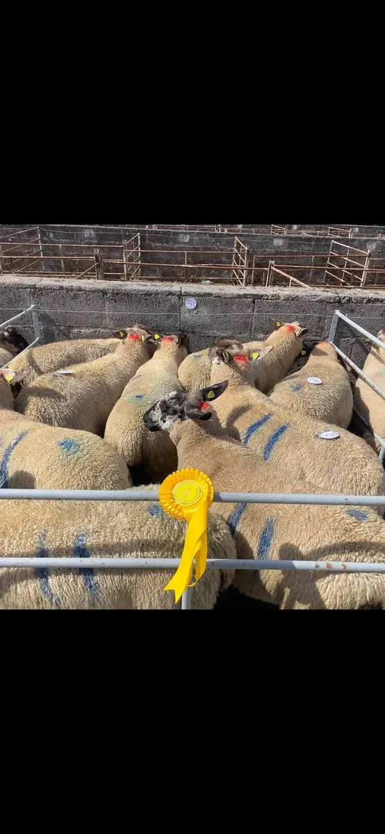 BORRIS MART SATURDAY 13TH SEPTEMBER - Image 2