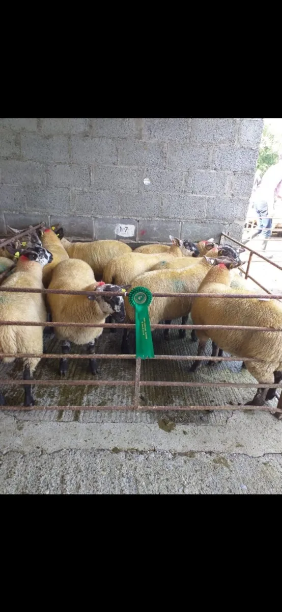 BORRIS MART SATURDAY 13TH SEPTEMBER - Image 4