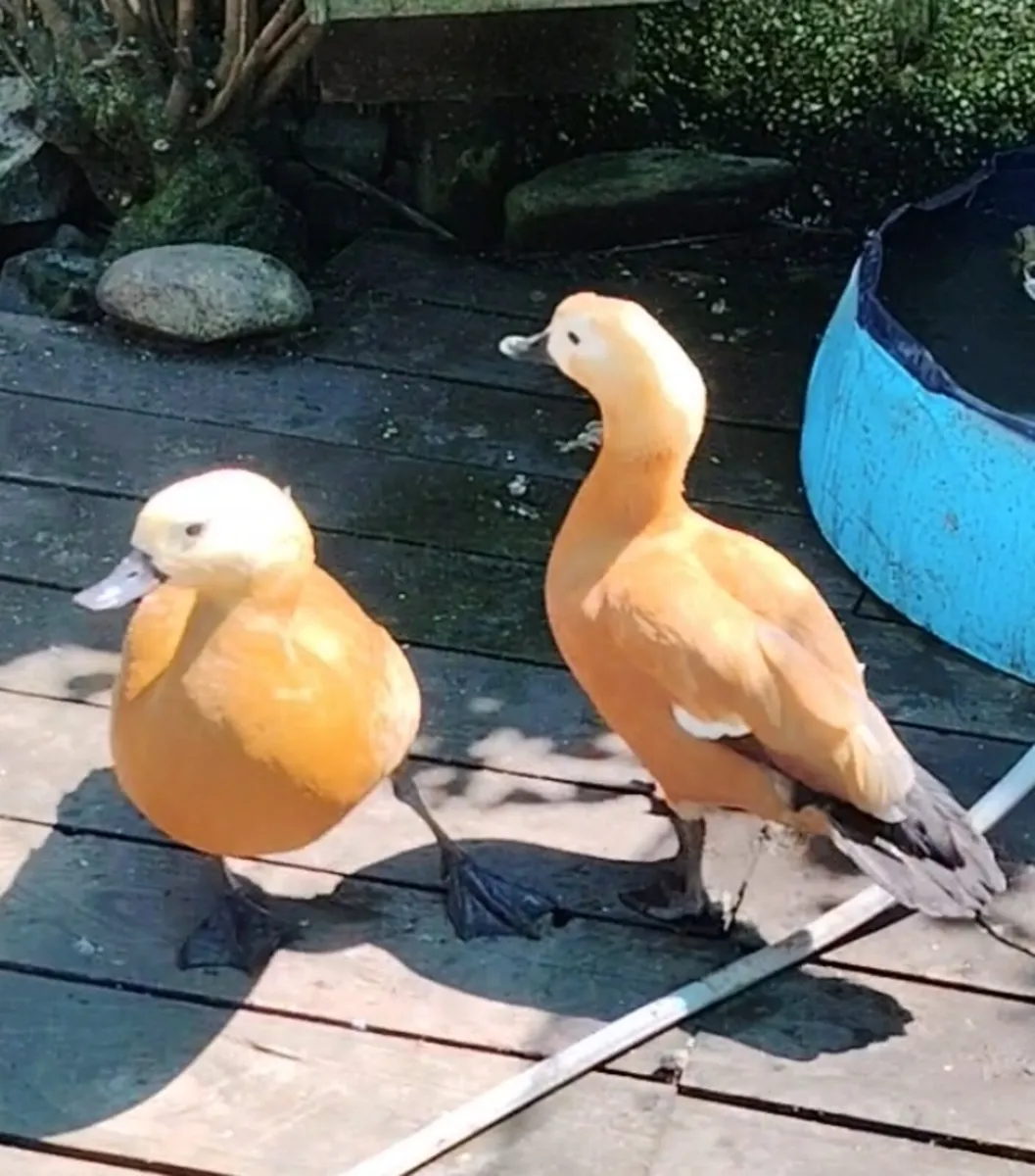 Polish chickens, wyadottes, ducks - Image 2