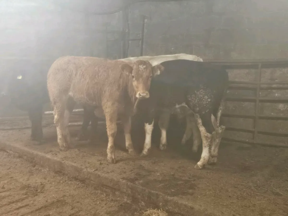 6 lovely continental bullocks for sale - Image 1