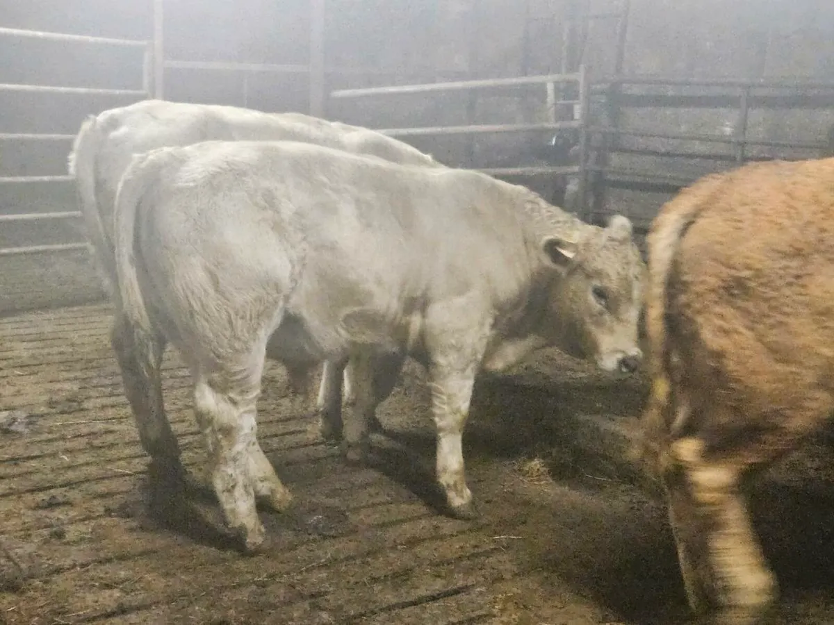 6 lovely continental bullocks for sale - Image 2