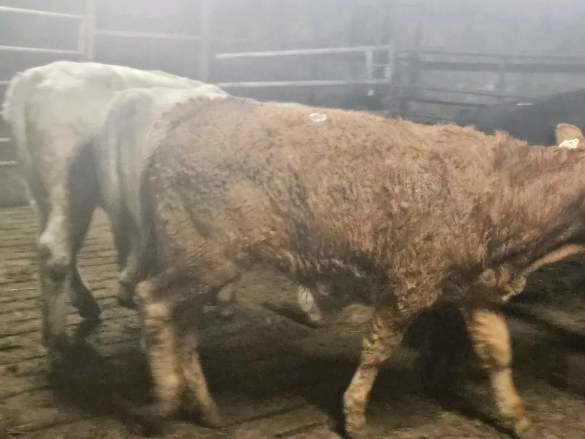 6 lovely continental bullocks for sale - Image 3