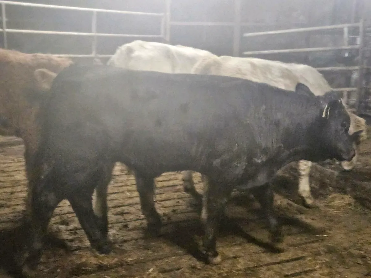 6 lovely continental bullocks for sale - Image 4