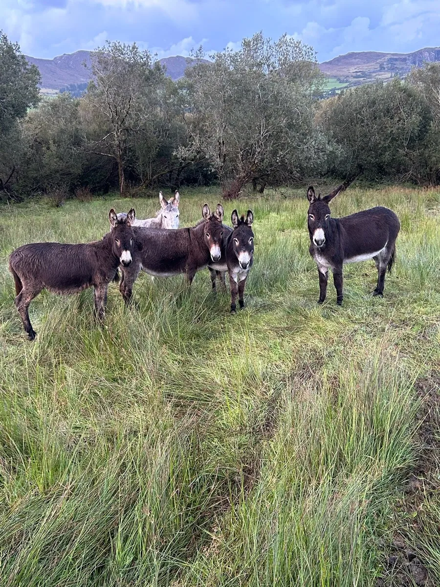 Donkeys - Image 2