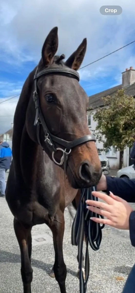 ✨Beautiful filly for sale ✨ - Image 3
