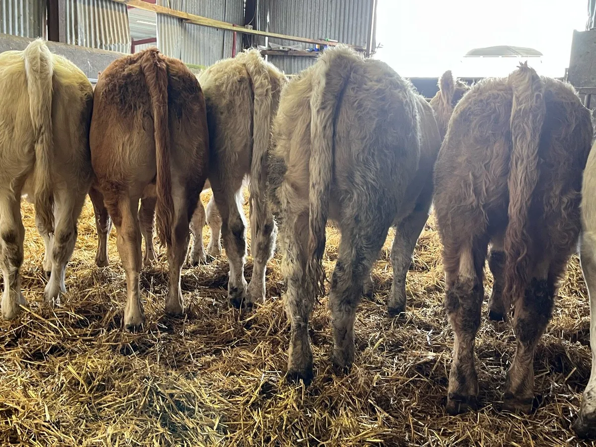 Six Heifer Weanlings - Image 1