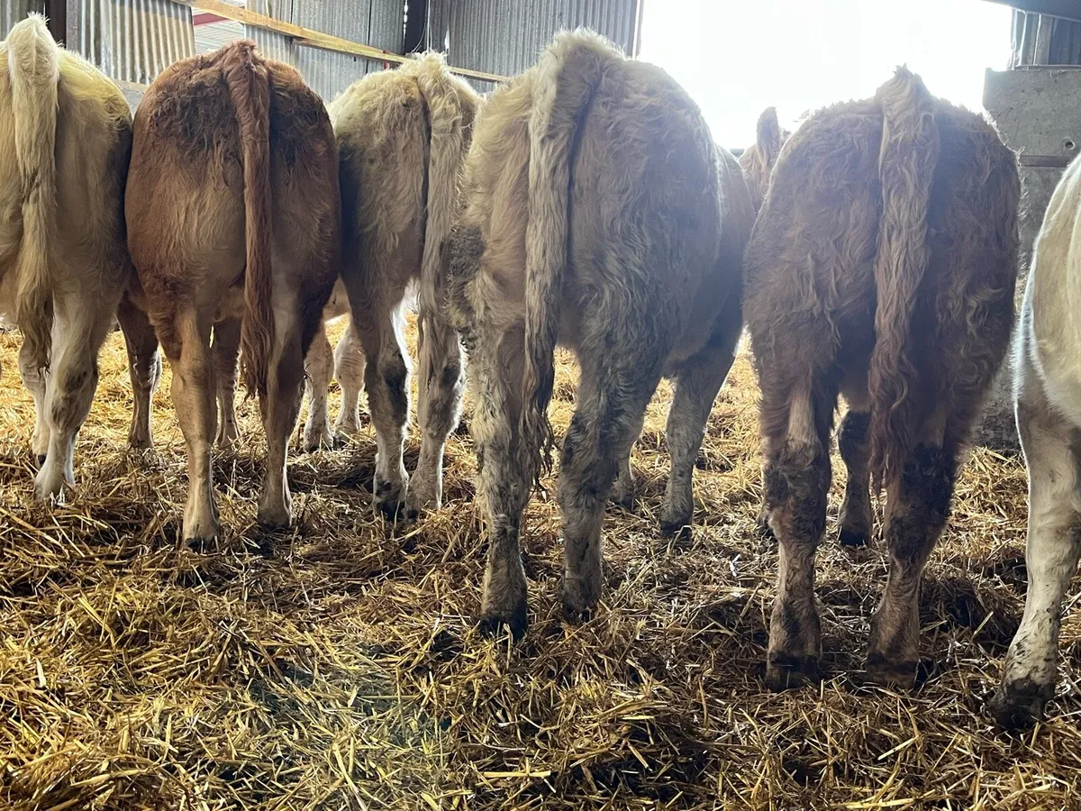 Six Heifer Weanlings - Image 2