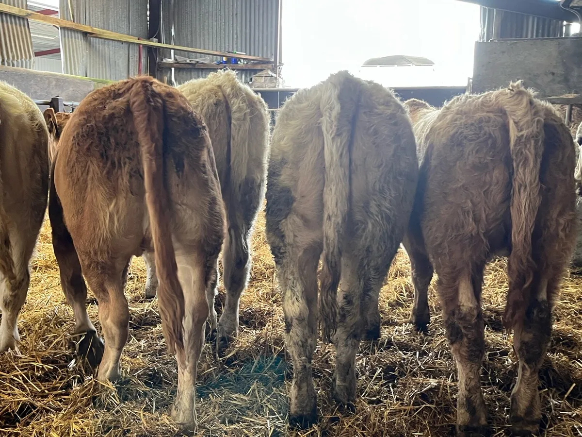 Six Heifer Weanlings - Image 3