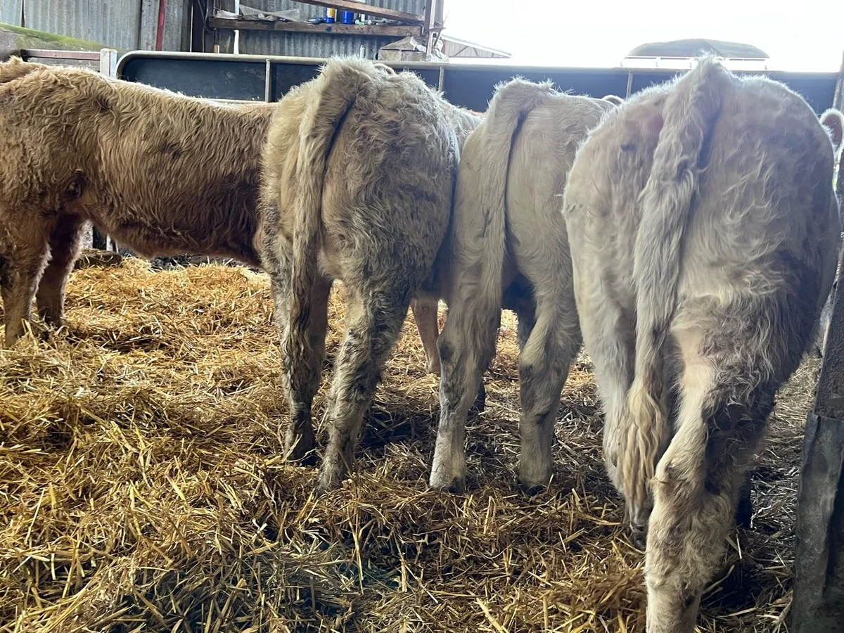 Six Heifer Weanlings - Image 4