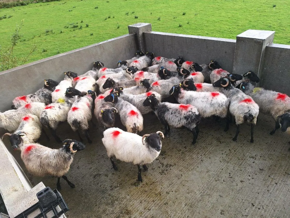 Sheep - Image 1