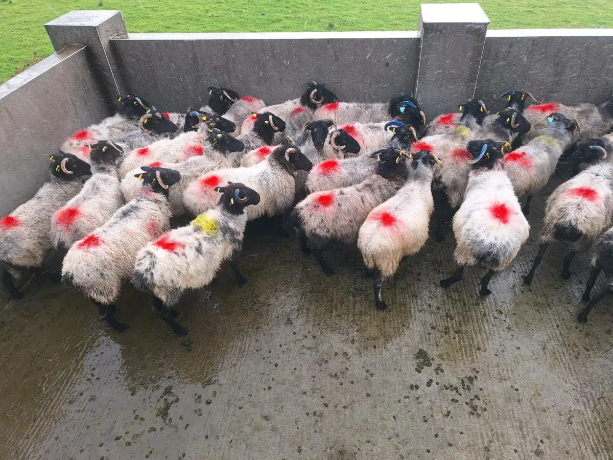 Sheep - Image 2