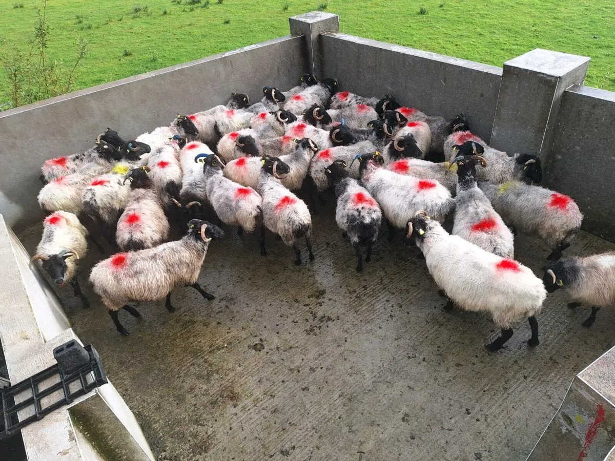 Sheep - Image 3