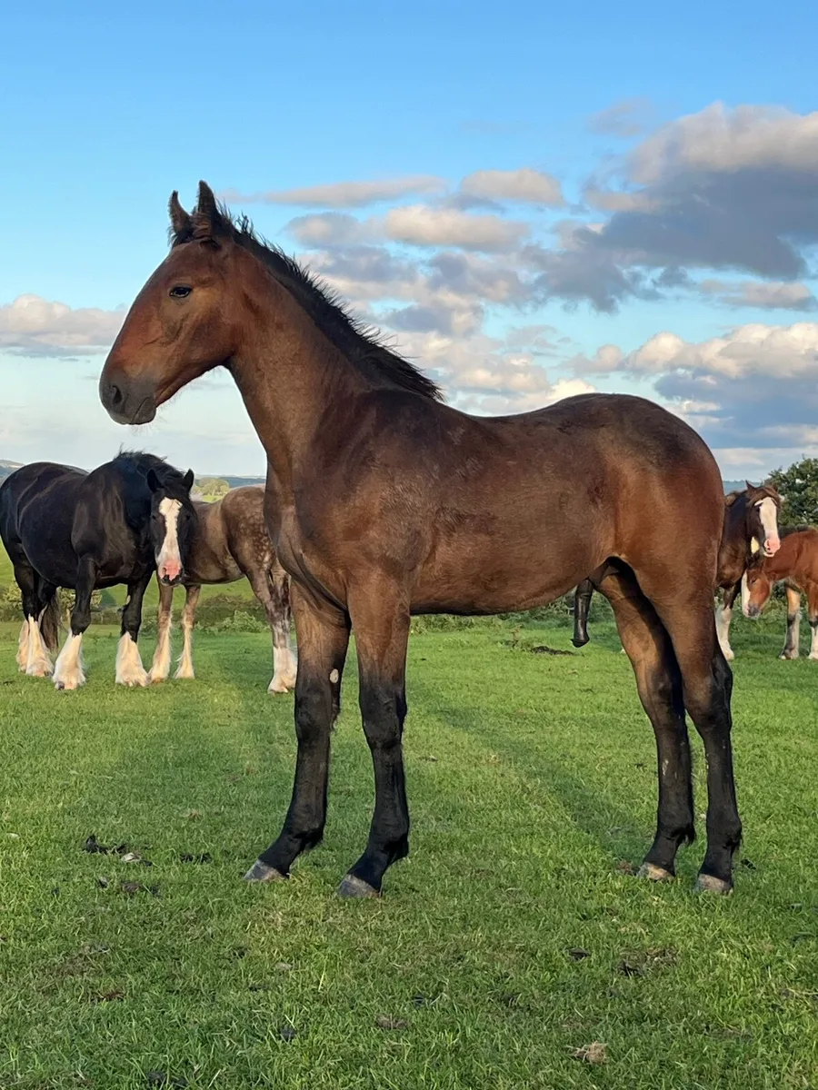 RID COLT FOAL - Image 3