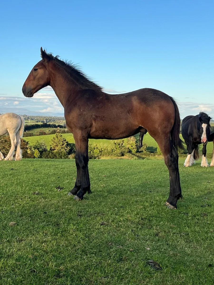 RID COLT FOAL - Image 4