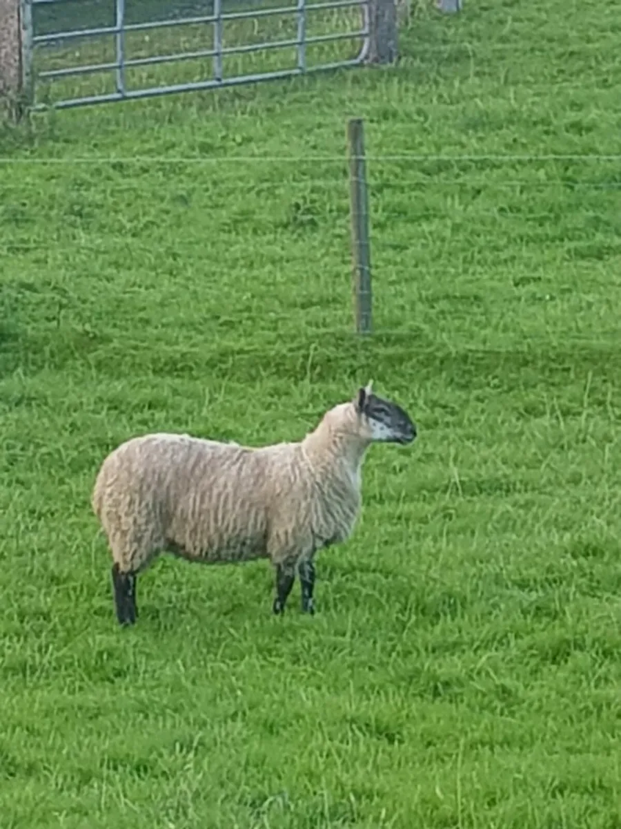 Ewe Lambs Charollais Cross - Image 1