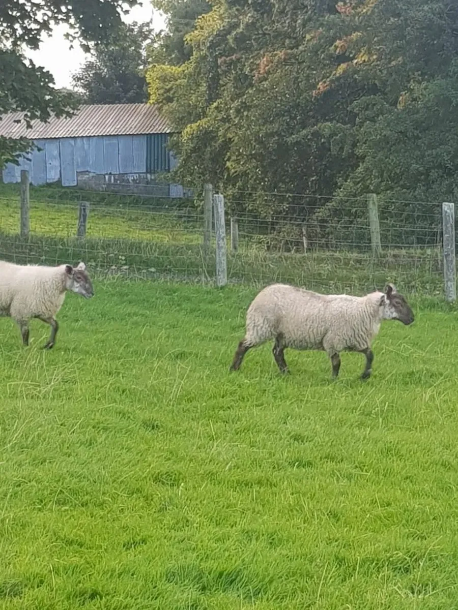 Ewe Lambs Charollais Cross - Image 2
