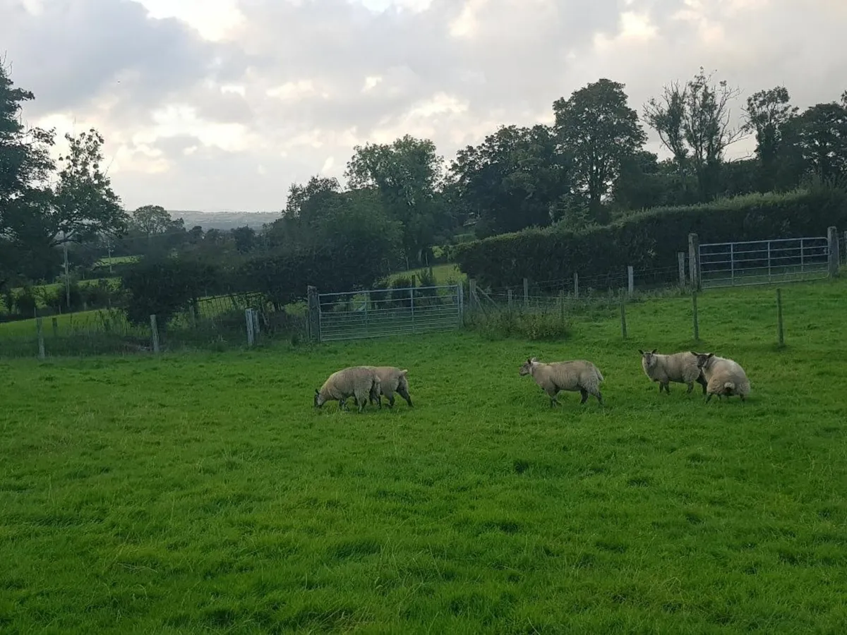 Ewe Lambs Charollais Cross - Image 3