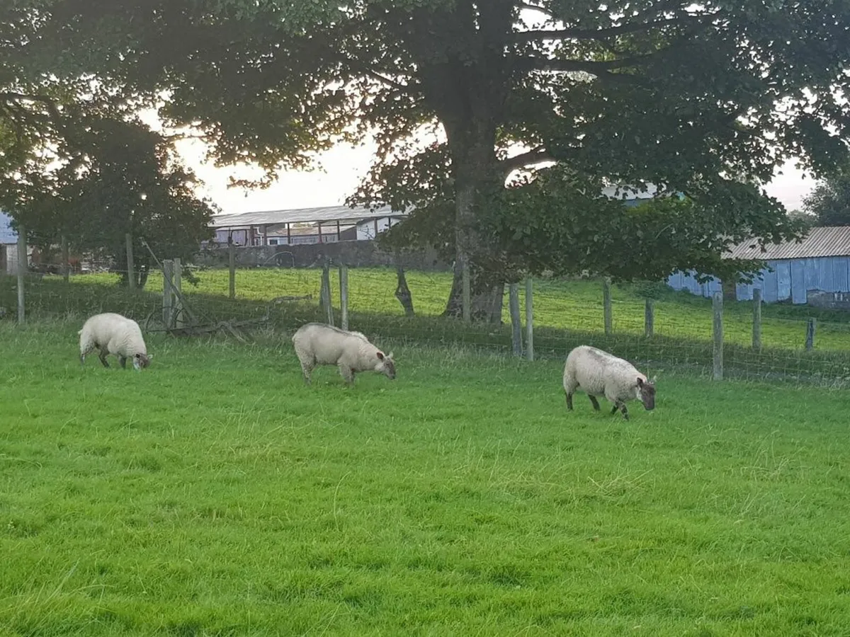 Ewe Lambs Charollais Cross - Image 4