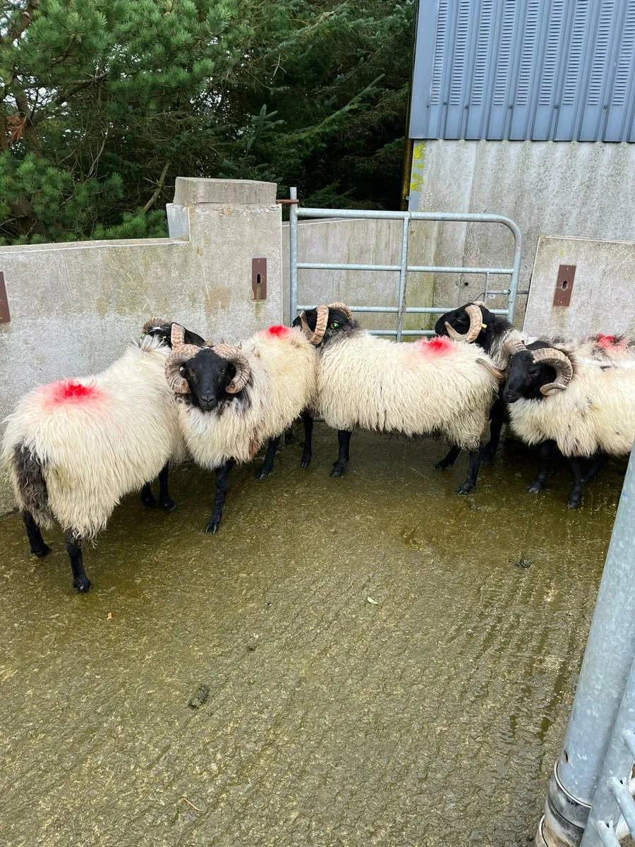 Rams - Image 1