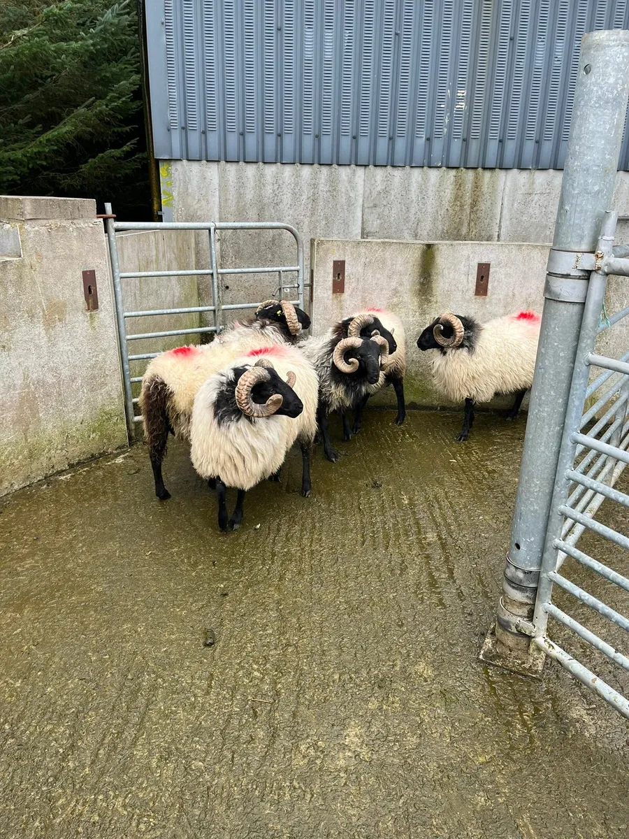 Rams - Image 2