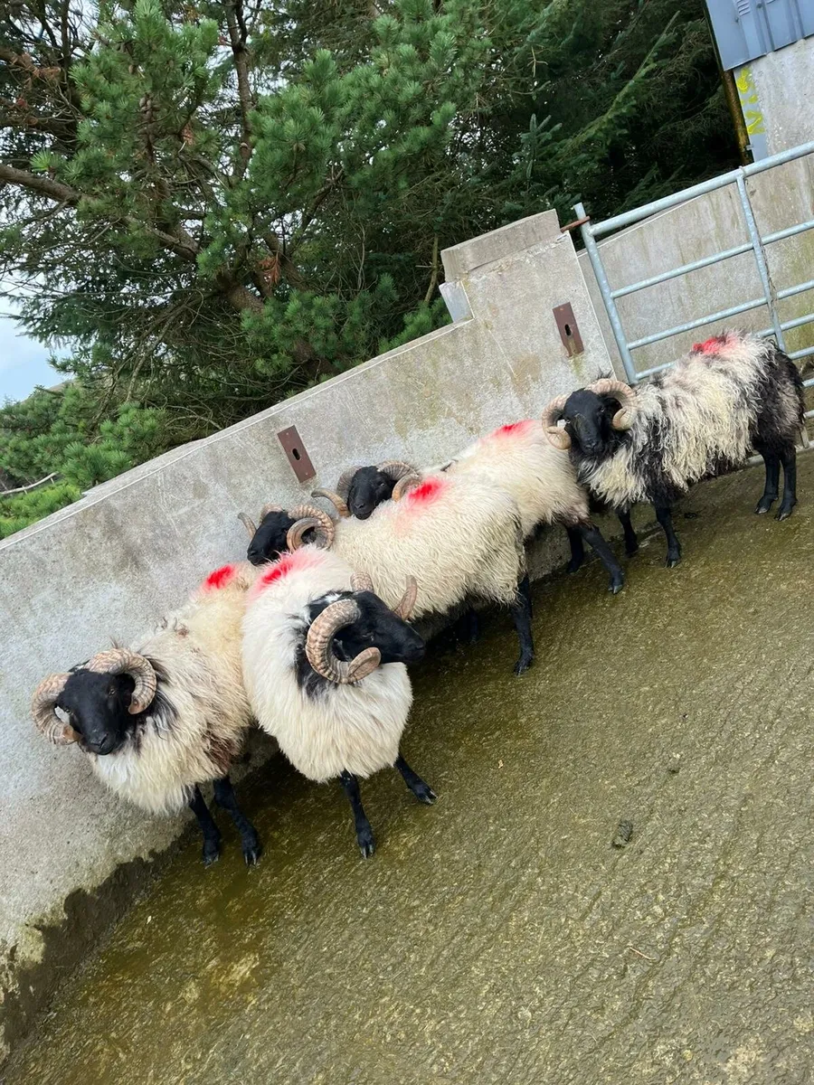 Rams - Image 3
