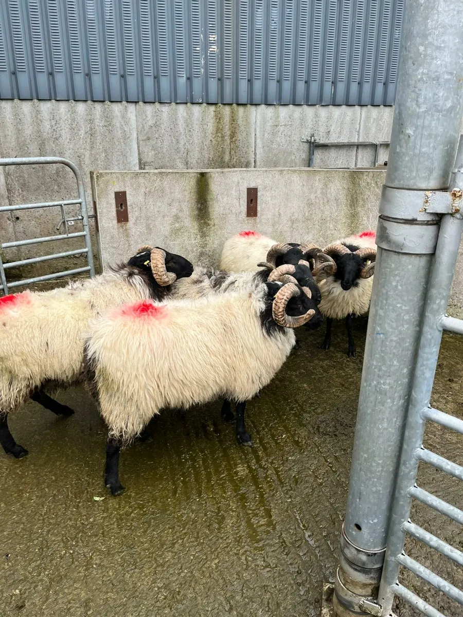 Rams - Image 4