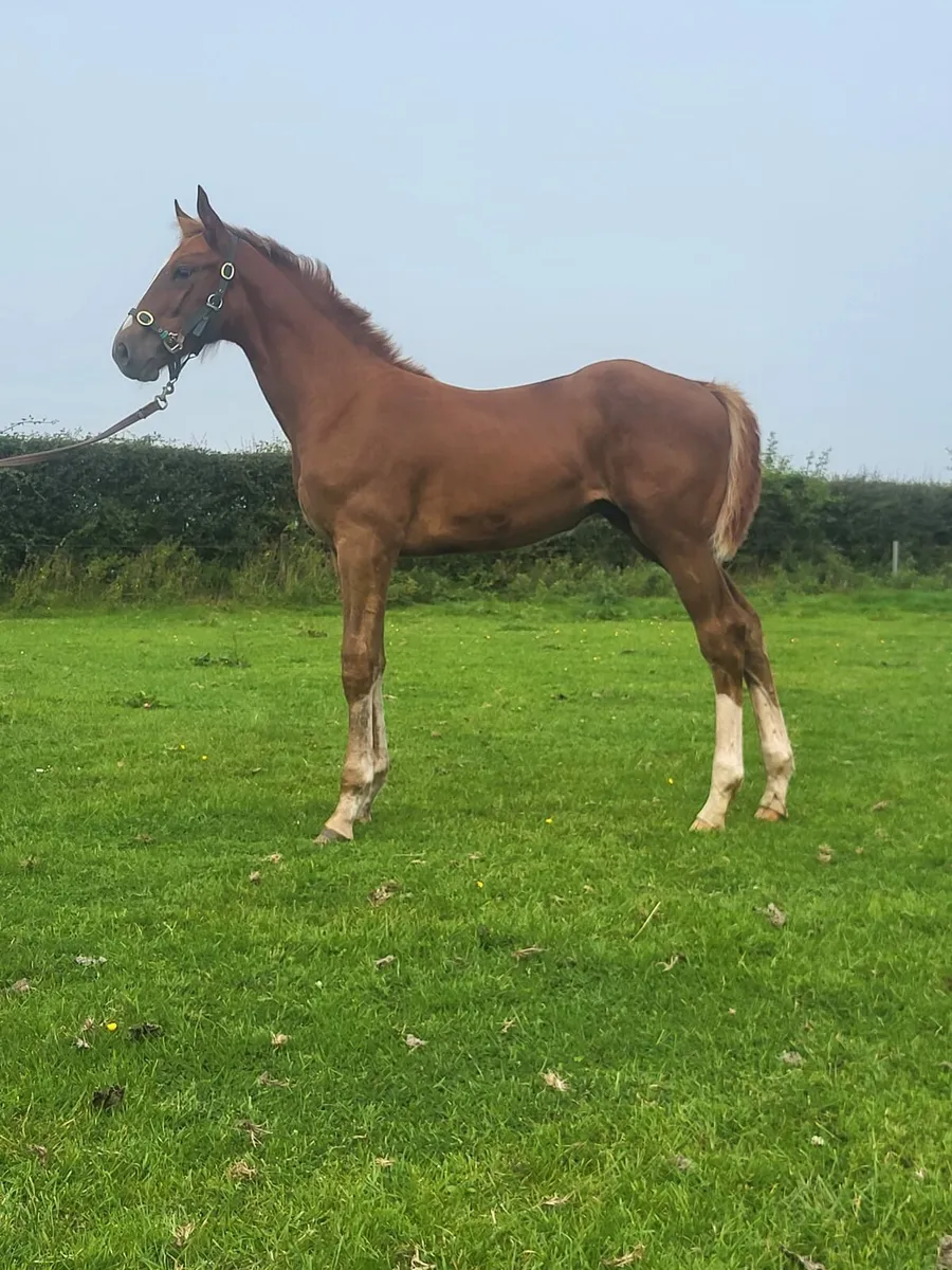 🌟 TYSON X BALOUBET Colt  Foal🌟 - Image 3