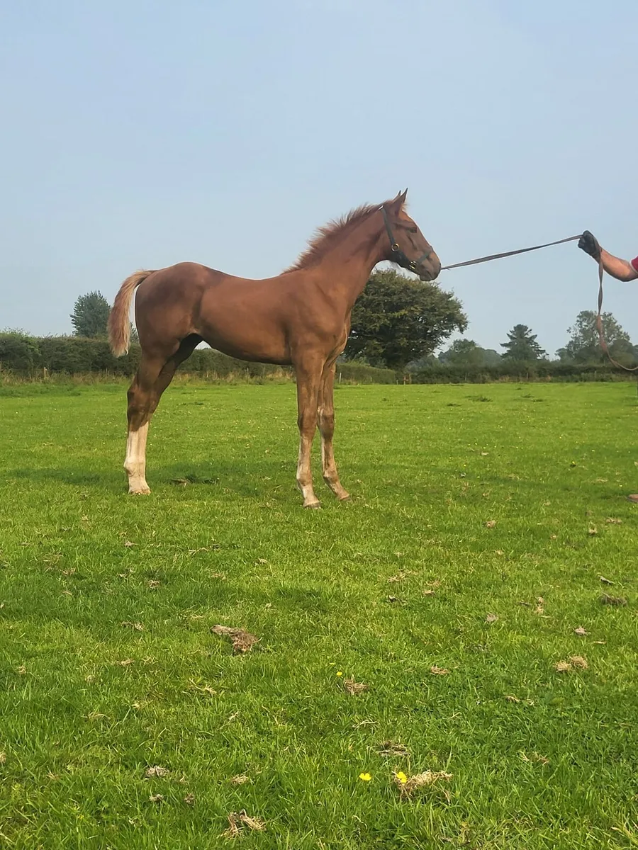 🌟 TYSON X BALOUBET Colt  Foal🌟 - Image 4