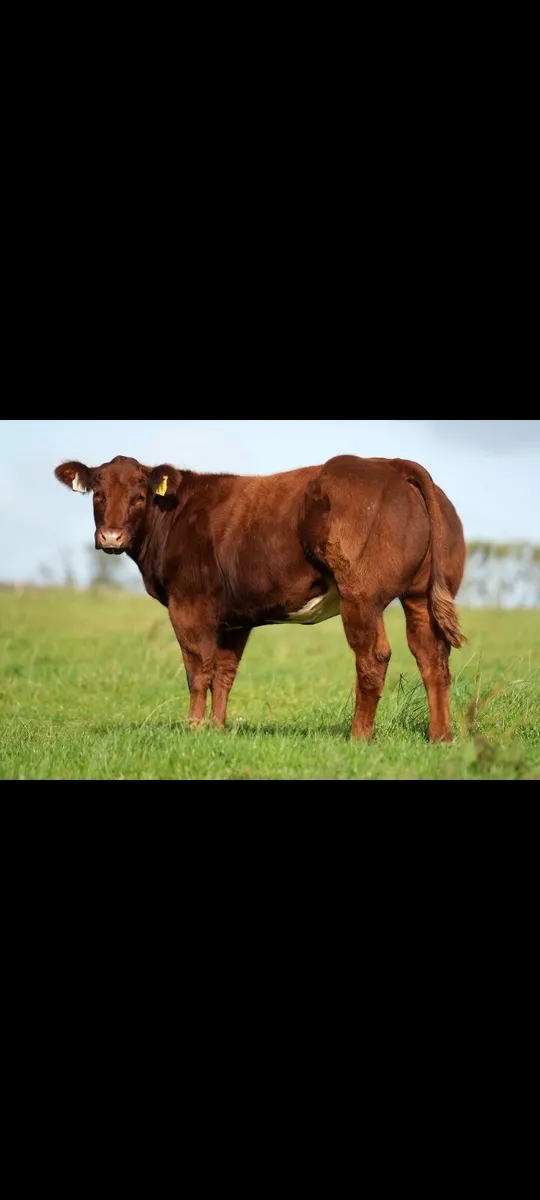 SPECIAL WEANLING SHOW SALE FRIDAY 12TH SEPTEMBER - Image 1