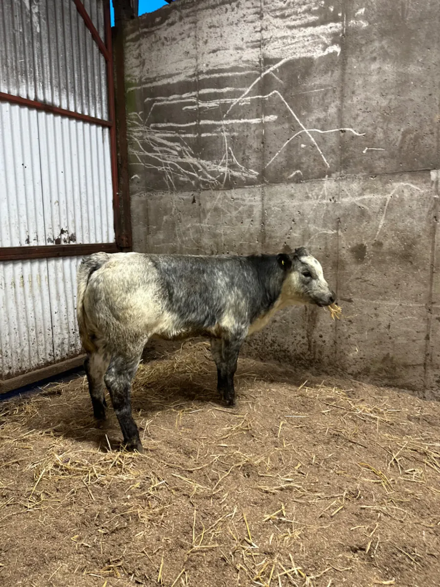 Roaned blue grey heifer - Image 1
