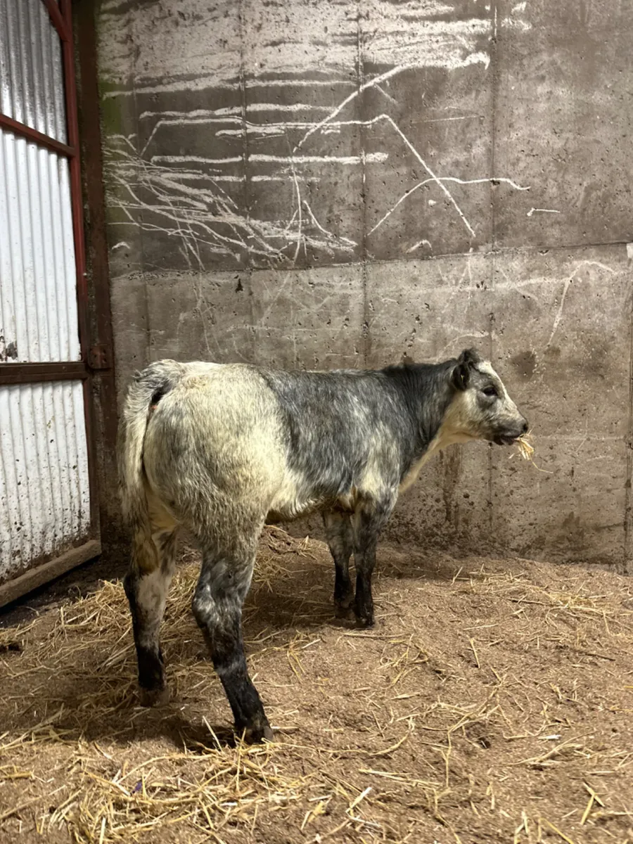 Roaned blue grey heifer - Image 3