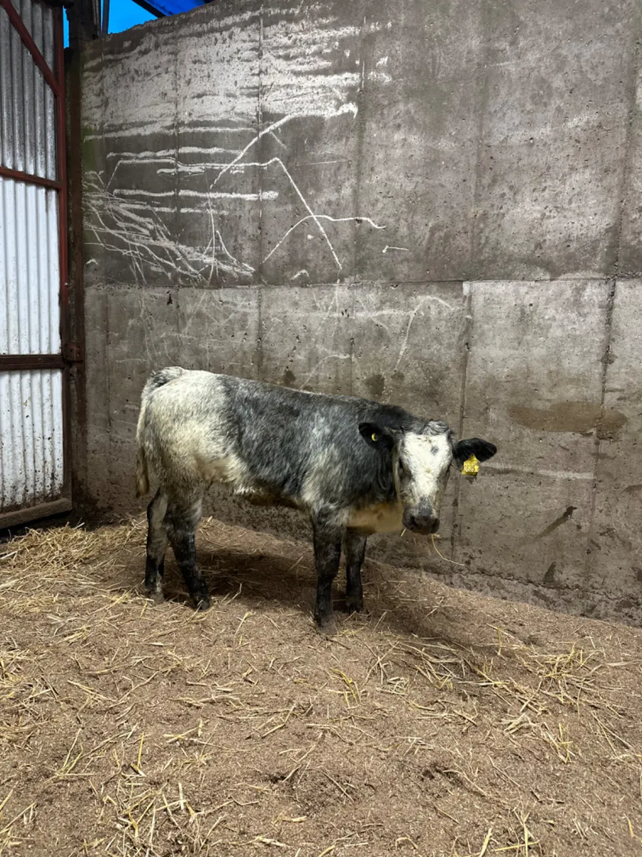 Roaned blue grey heifer - Image 4