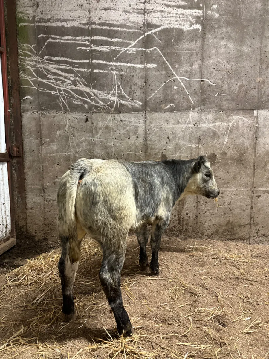 Roaned blue grey heifer - Image 2