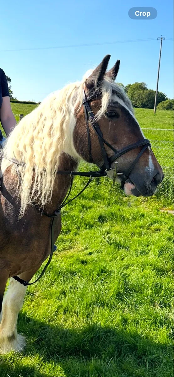 Horse Pony Cob Mare - Image 1
