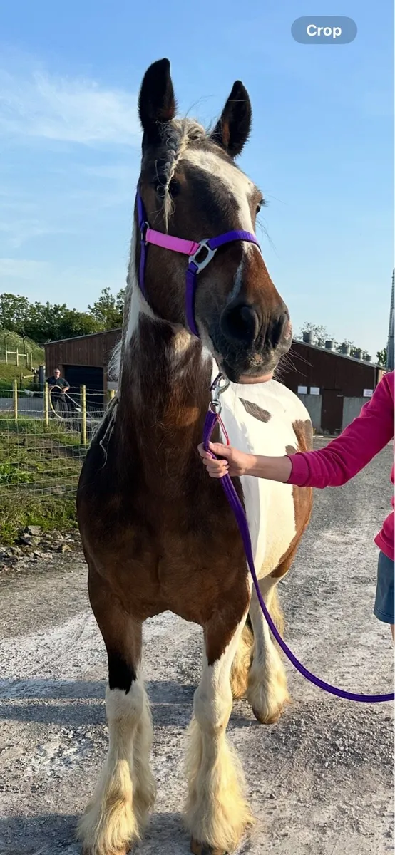 Horse Pony Cob Mare - Image 2