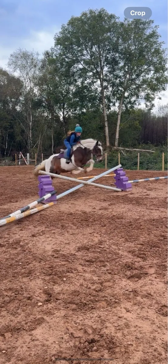 Horse Pony Cob Mare - Image 3