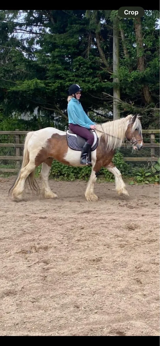 Horse Pony Cob Mare - Image 4