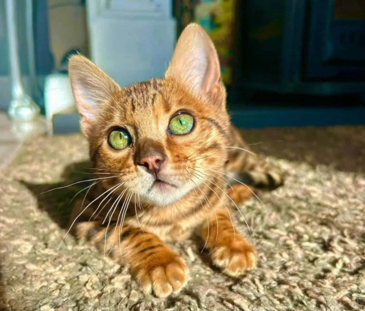Female Bengal Cat - Image 1